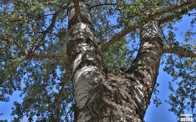 „Dunaújváros fái négy évszakban” – a napokban lezárult az első, tavaszi forduló