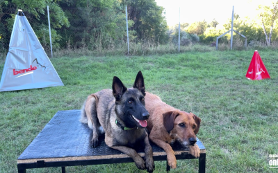 A második születésnapját ünnepelte a LEAF kutyás kutató-mentő sportegyesület