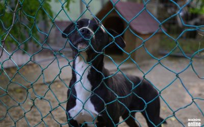 A menhelyi állatoknak is jár a második esély