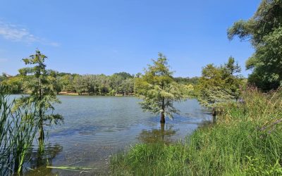 “Dunaújváros fái a négy évszakban” fotópályázat nyári ciklusa