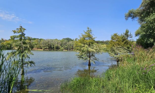 “Dunaújváros fái a négy évszakban” fotópályázat nyári ciklusa